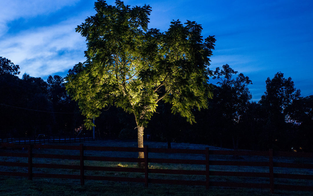 tree with up lighting