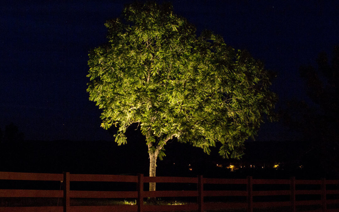 landscape lighting on tree