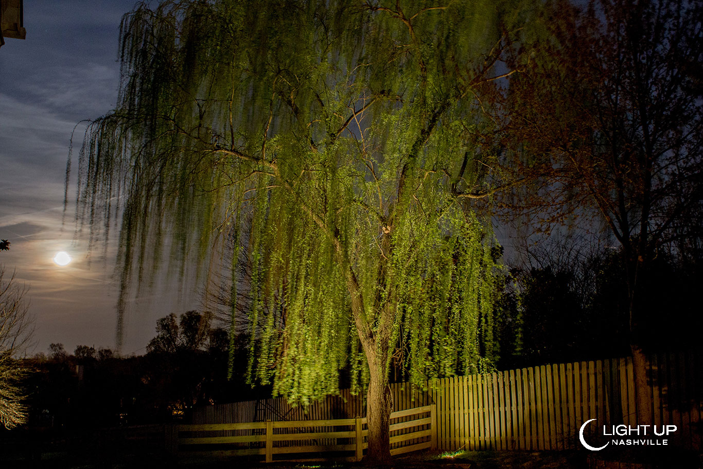 willow trees at night
