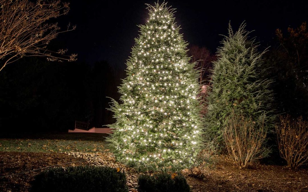 Christmas lights wrapped on bush