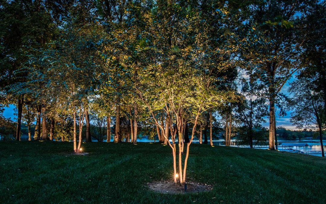 up lighting crepe myrtle tree