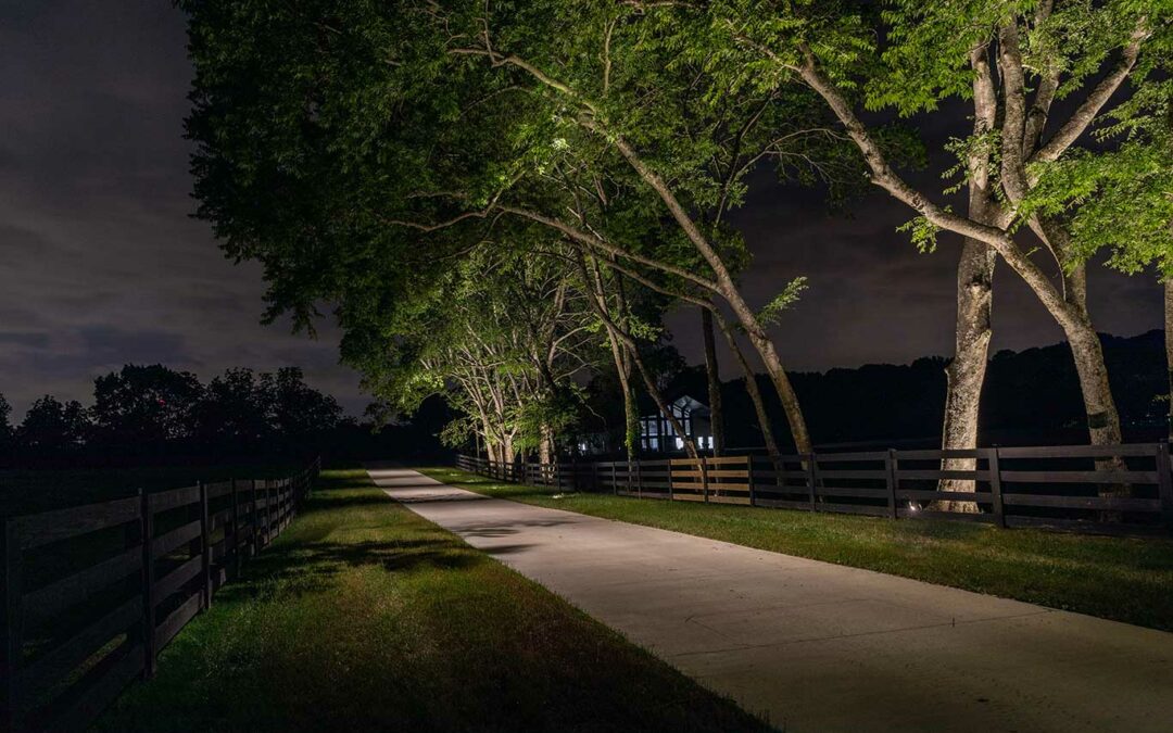 Tree mounted downlights downlighting a driveway for added nighttime visibility and safety